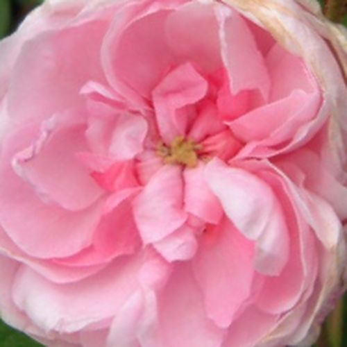 Rosa  Typ Kassel - róża z intensywnym zapachem - Róże pienne - z kwiatami róży angielskiej - różowy  - - - korona krzaczasta - -
